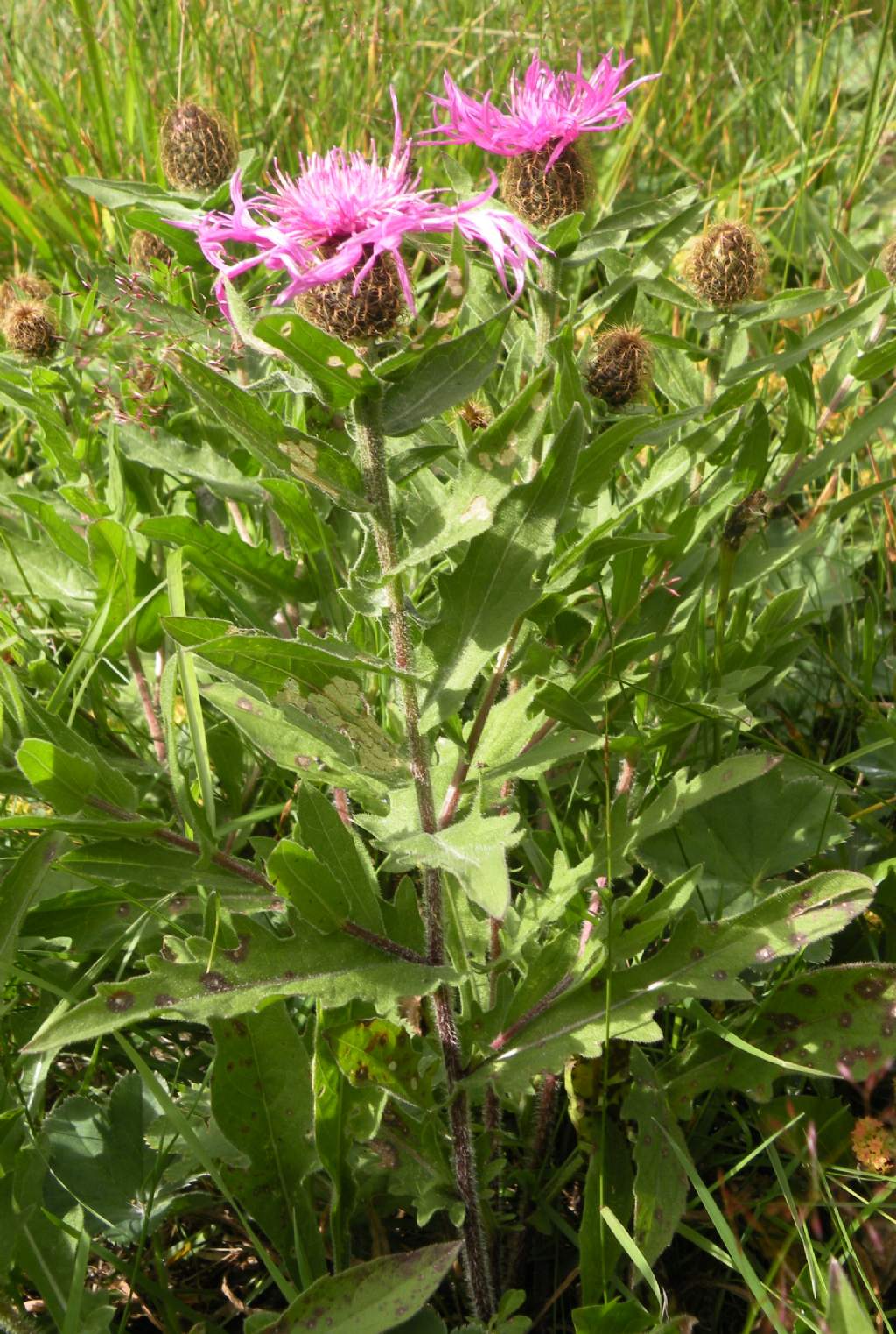 Centaurea nervosa